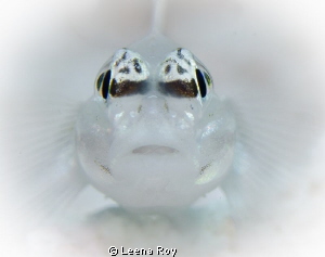 Bridled Goby by Leena Roy 